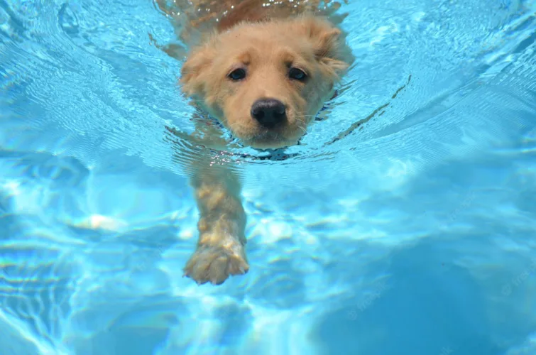 Paws in the Park Returns to Oglebay for a Day of Dog-Friendly Fun